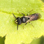 Nisthilfe für Wildbienen