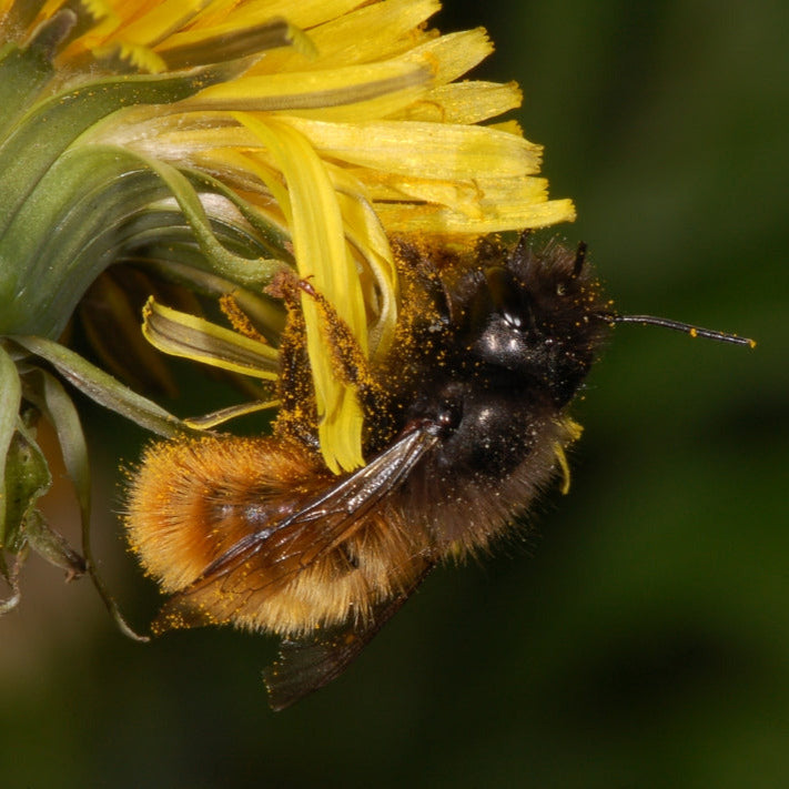 Nisthilfe für Mauerbienen