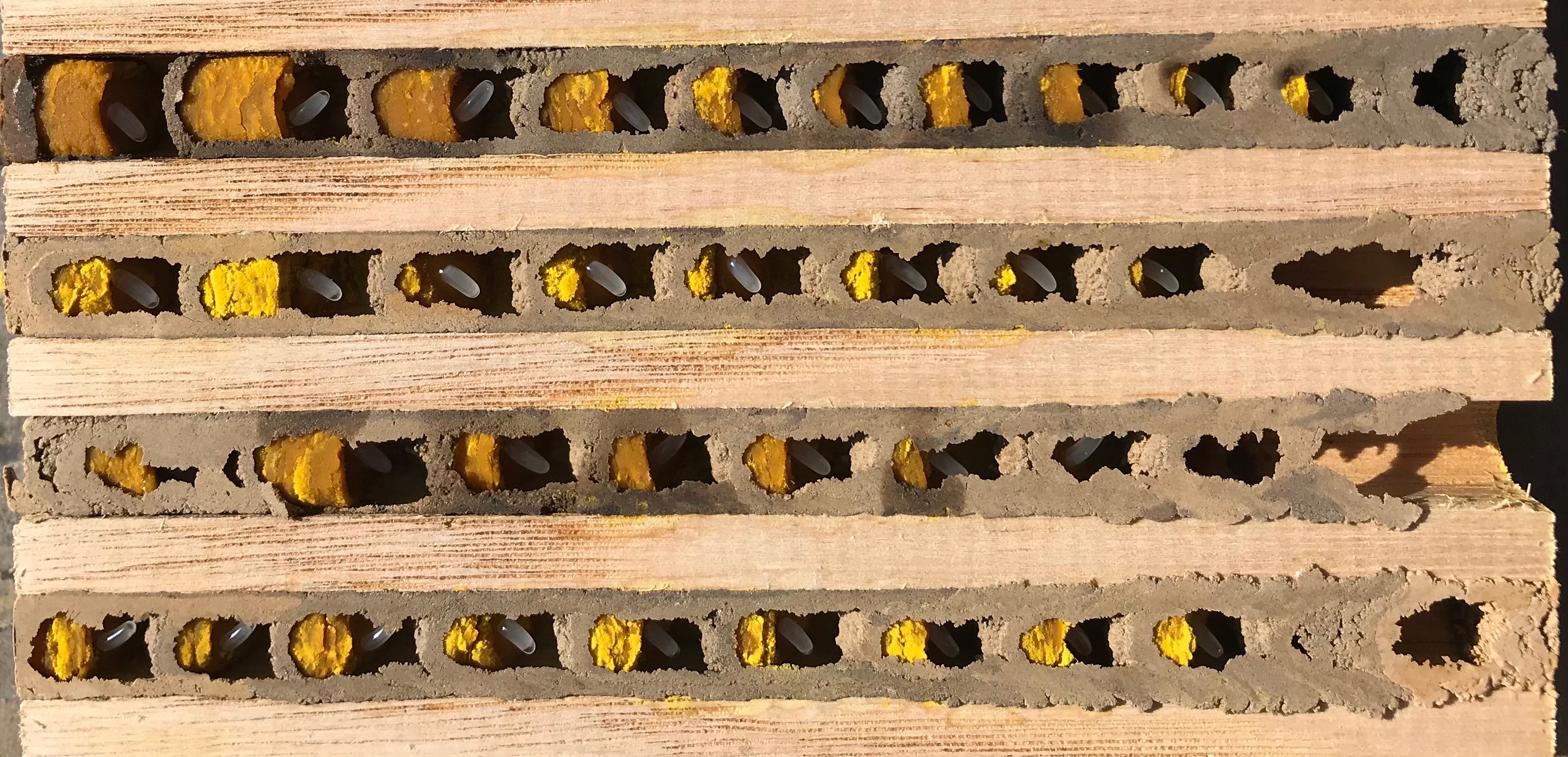 Nisthilfe für Wildbienen