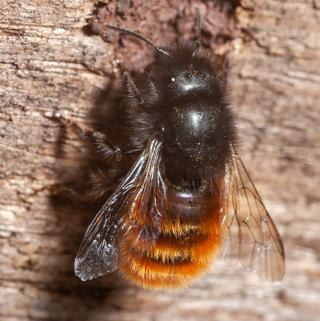 Nisthilfe für Mauerbienen