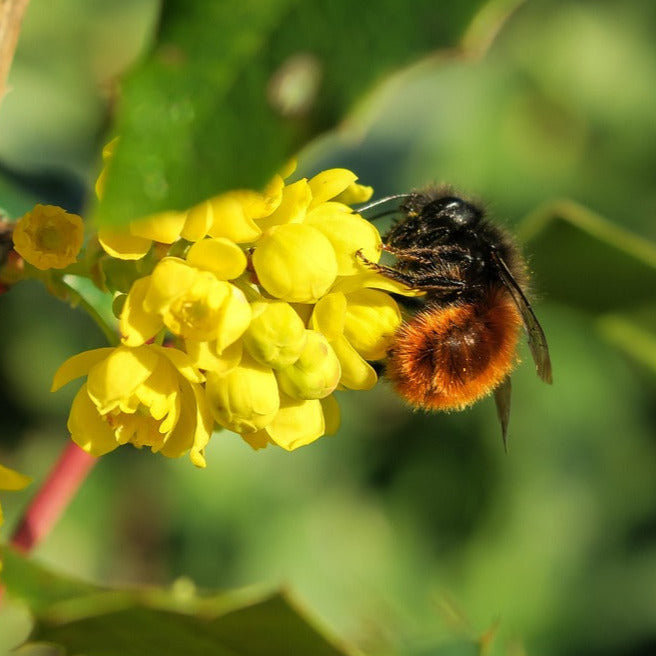 Nisthilfe für Mauerbienen